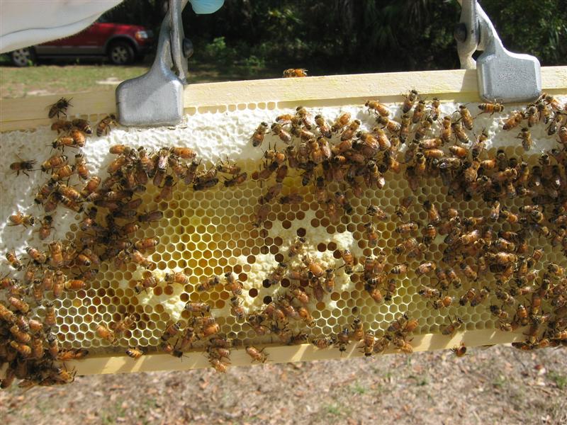 After 16 days, this frame is almost fully drawn out.  There are syrup/honey cells on top (the very white capped cells) and brood cells both open and capped (tan caps).  The open cells next to the brood cells have larvae in them (see next picture).  