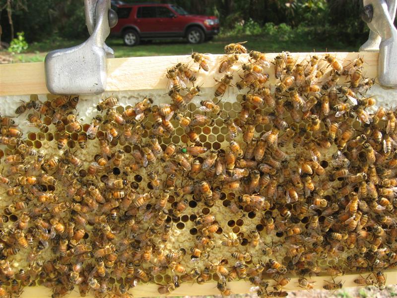This is the queen from the first hive 