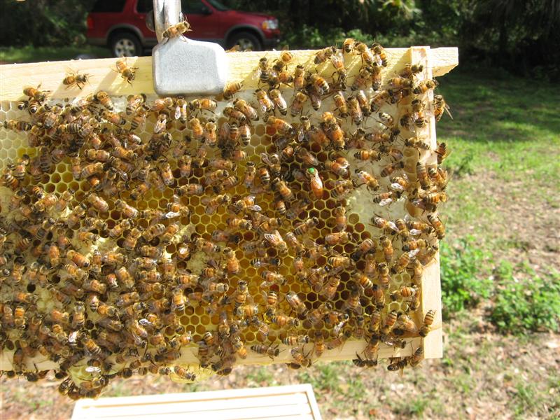 This is the queen from the second hive 