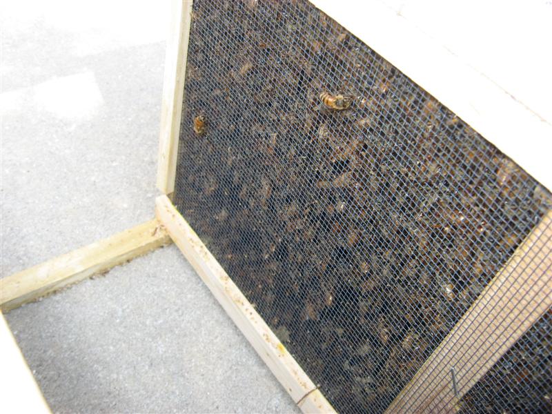 The bees are shipped via UPS and generally there are about 10,000 bees in a 3 pound package.  Inside of this cage is a can of syrup to feed the bees and a smaller cage with a queen inside.  Note that there are two hitchhikers are on the outside of the package.