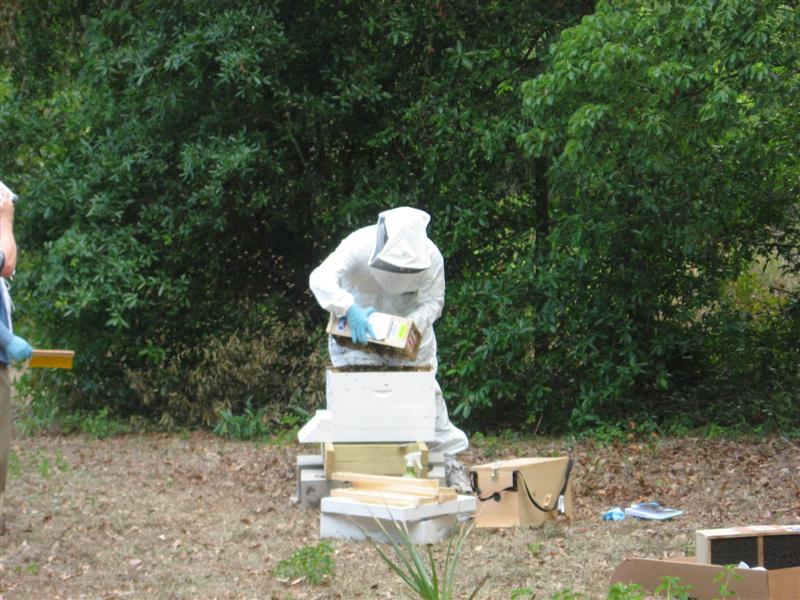 Dumping bees into the hive