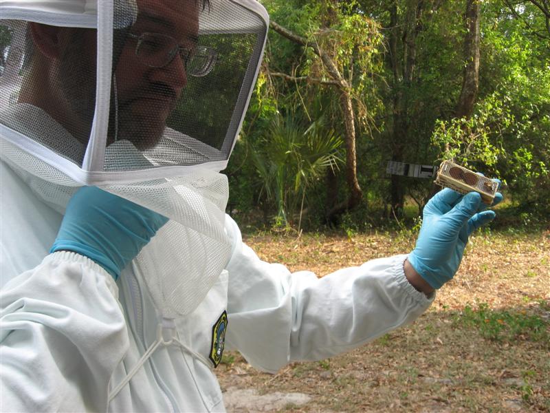 The queen comes in a small screened cage that is plugged with sugar candy on one end.  When the other bees eat thru the candy they are used to her scent (3-4 days) and accept her as the queen of the hive.
