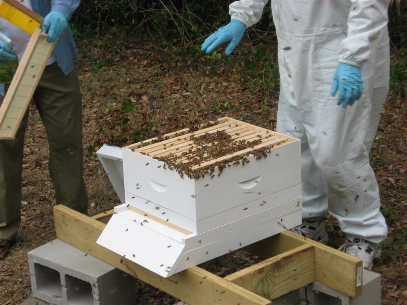 After the bees are installed and the queen cage is hung in the hive the remaining frames of foundation are returned to the hive