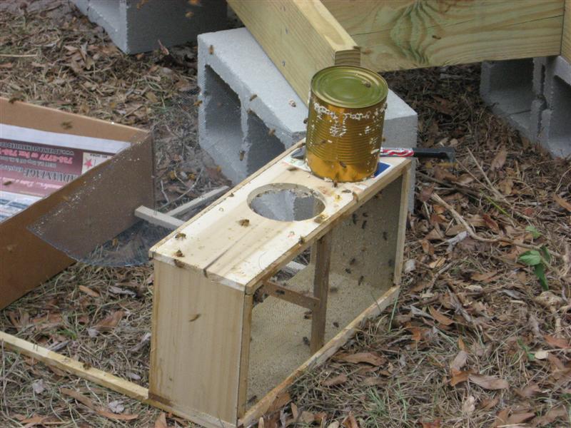 This is a picture showing the now empty cage that the bees arrived in (Via USPS!) and the empty syrup can that fed the bees for 4 days in transit