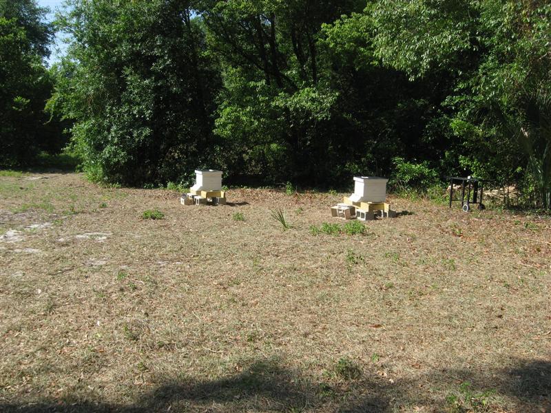 This is a shot of the two fully loaded (with bees) hives in my apiary